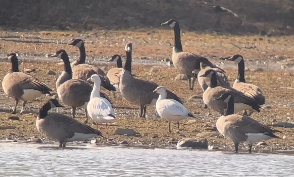 Ross's Goose - ML611046667