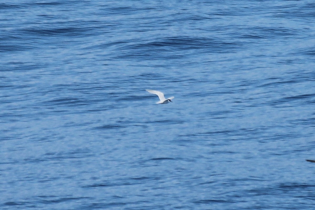 Common Tern - ML611046725