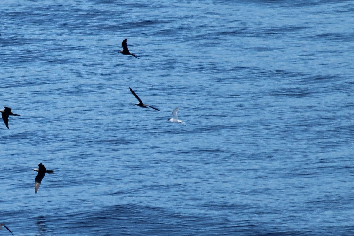 Common Tern - ML611046726