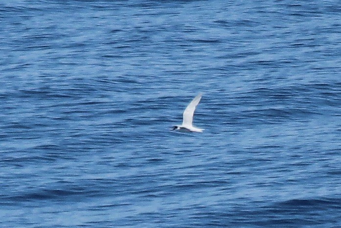 Common Tern - ML611046727