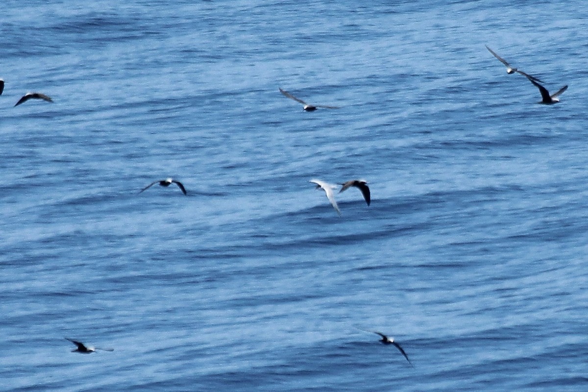 Common Tern - ML611046728