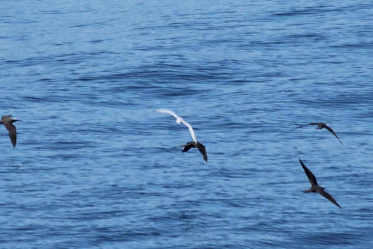 Common Tern - ML611046729