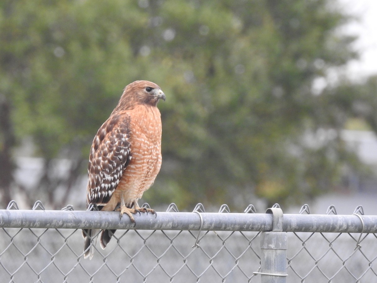 Red-shouldered Hawk - ML611046744