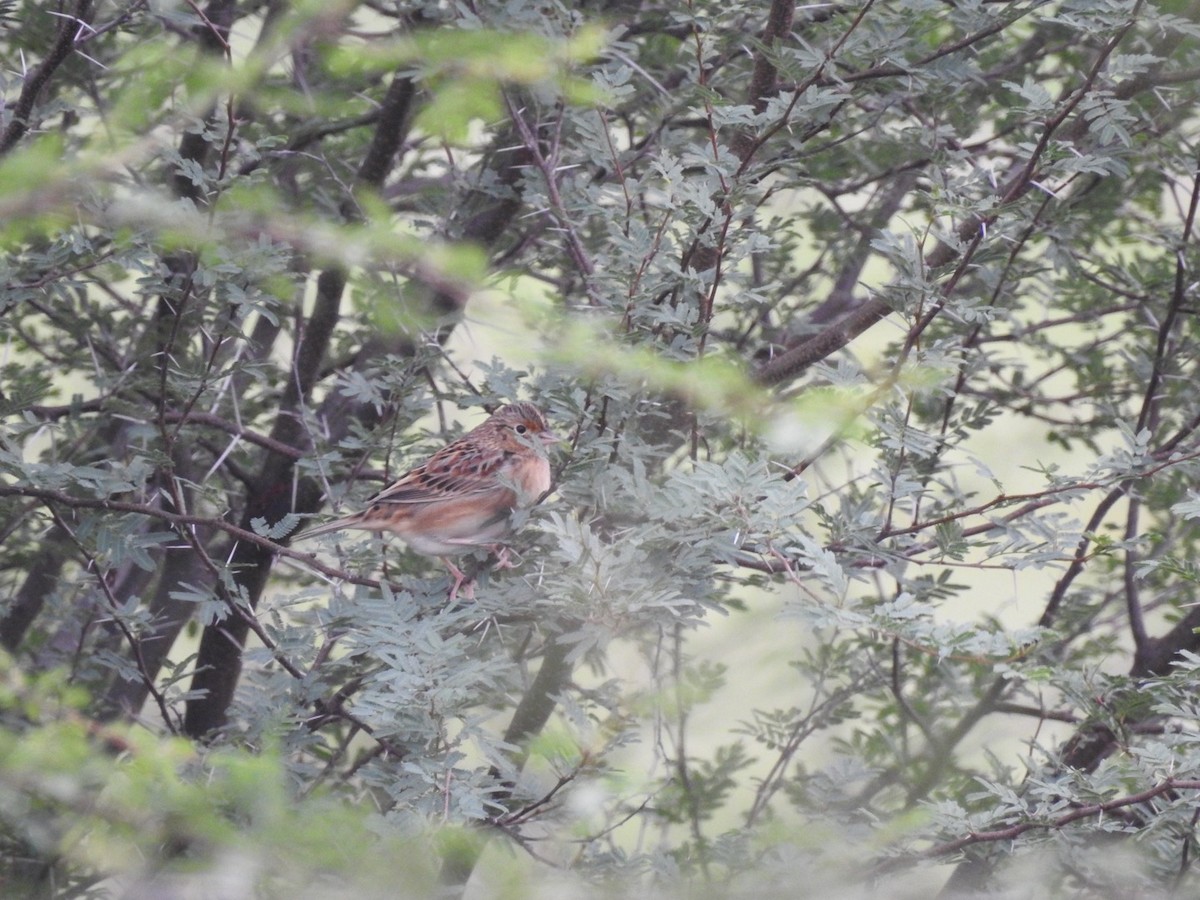 Grasshopper Sparrow - ML611046771