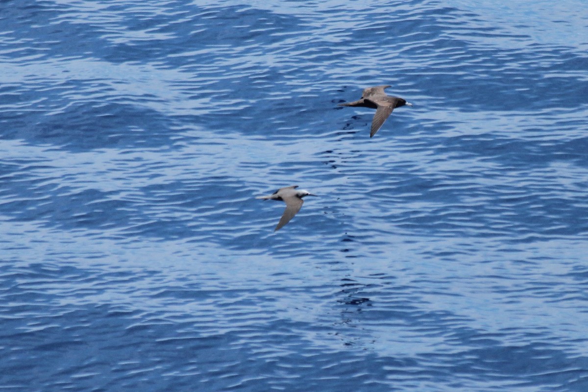 Brown Noddy - ML611046789