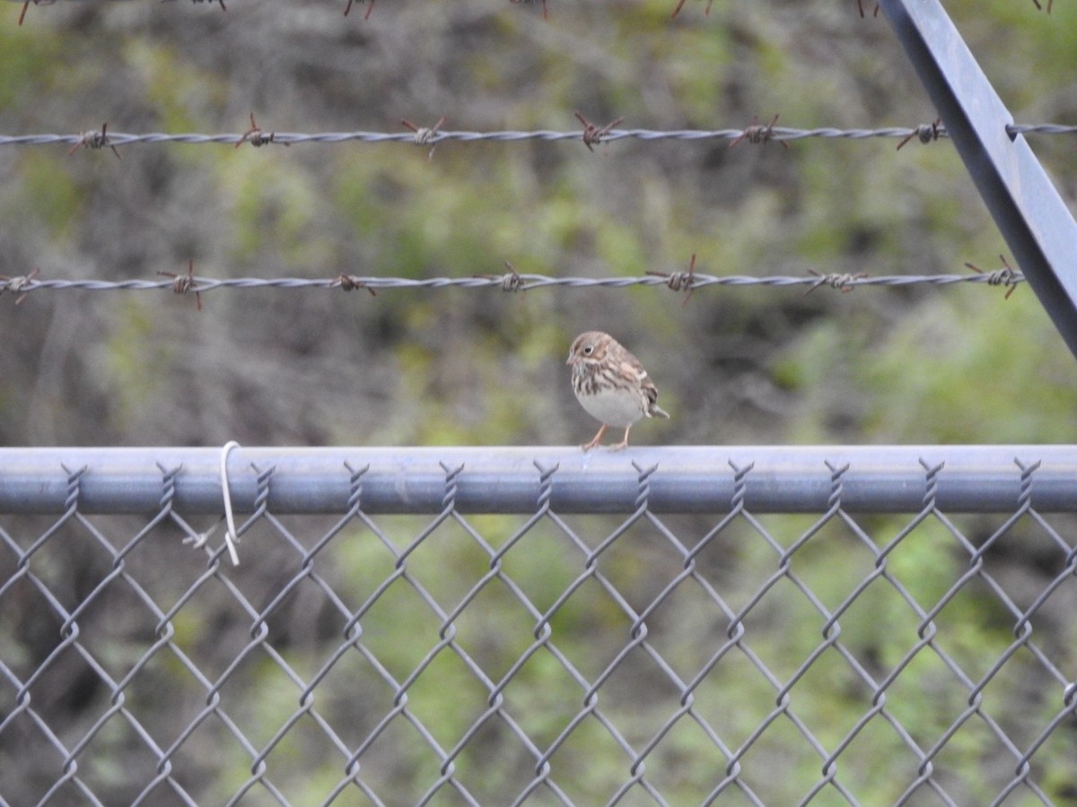 Vesper Sparrow - ML611046791