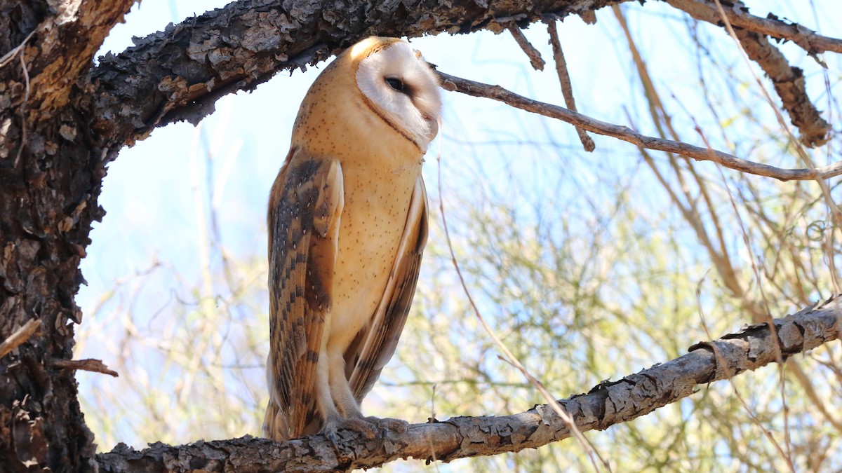 Barn Owl (African) - ML611046797