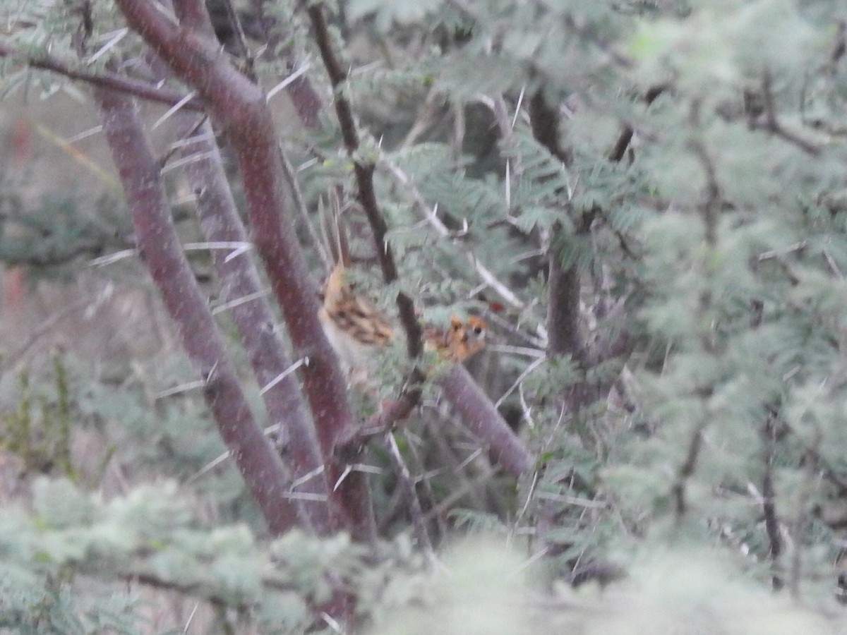 LeConte's Sparrow - ML611046798