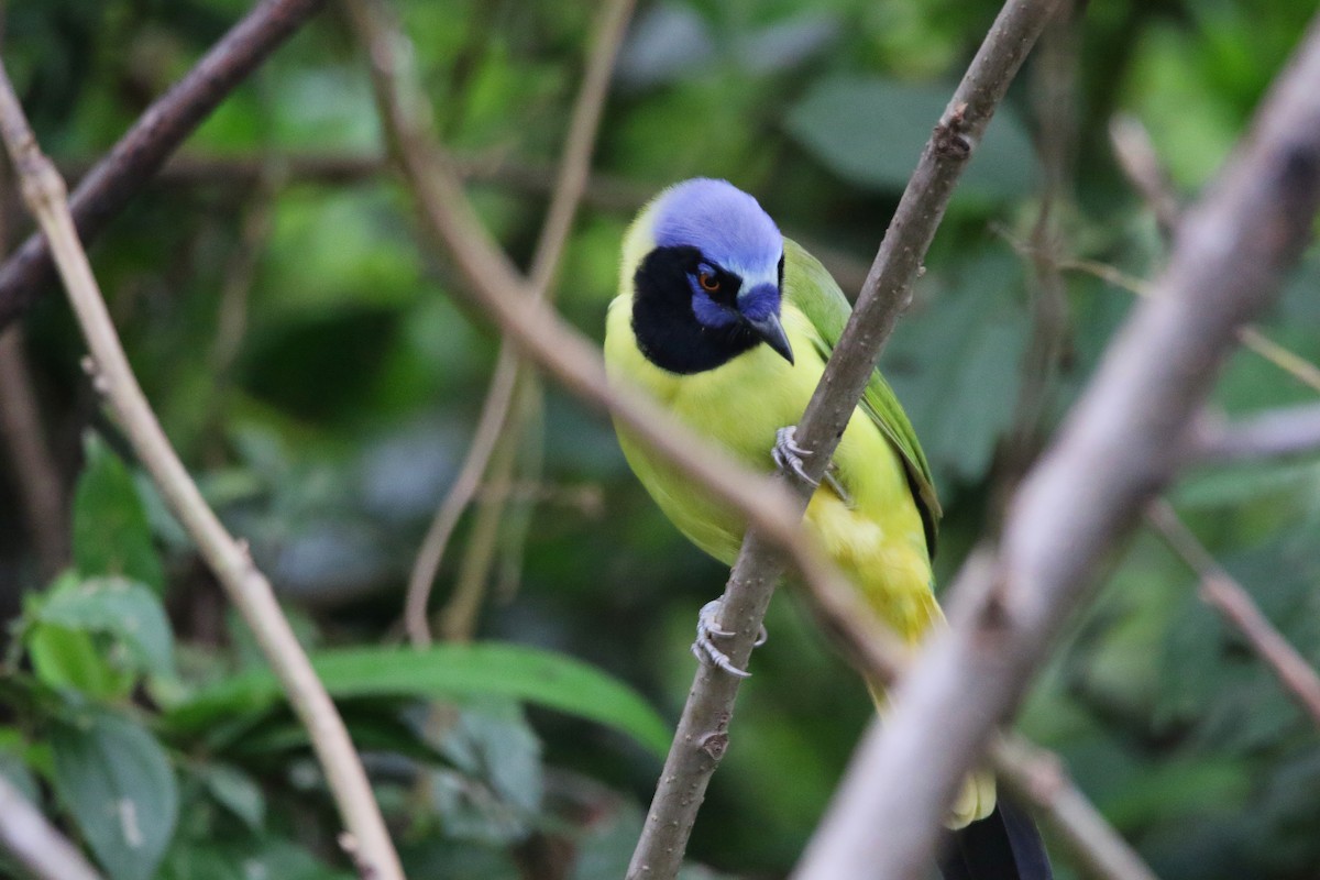 Green Jay (Green) - Jorge Montejo