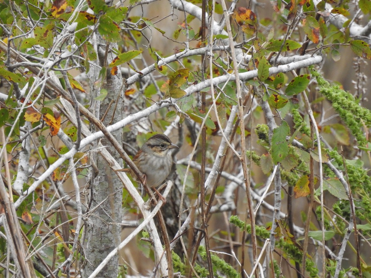 Swamp Sparrow - ML611046813