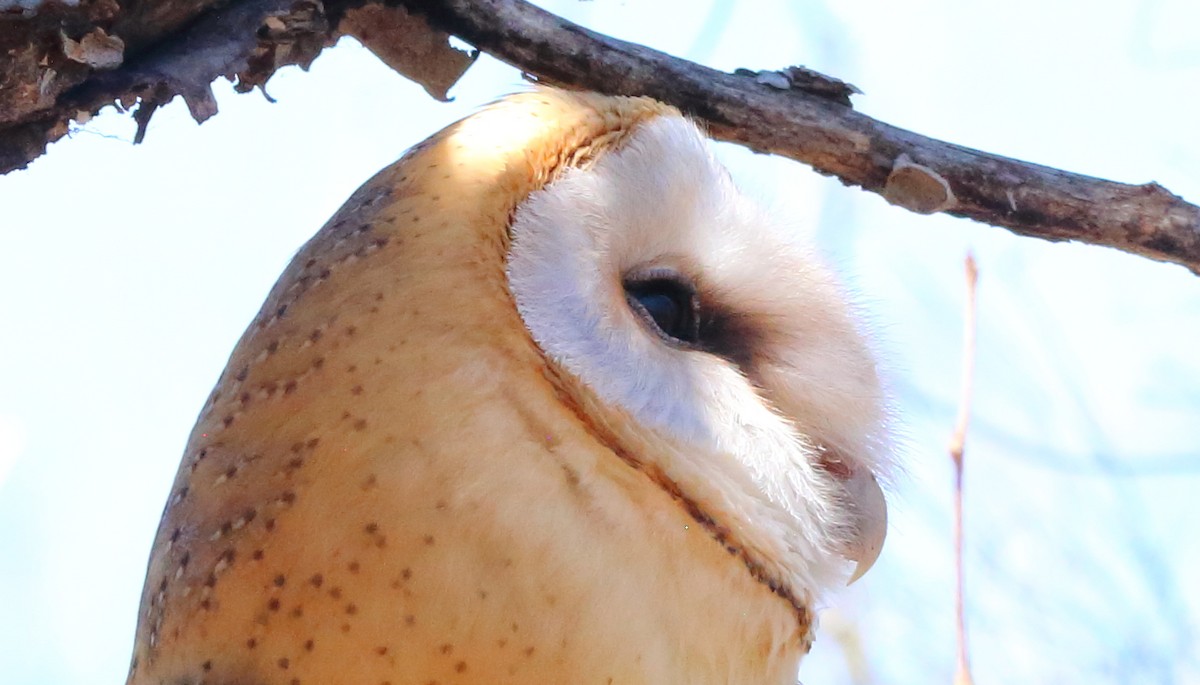 Barn Owl (African) - ML611046826