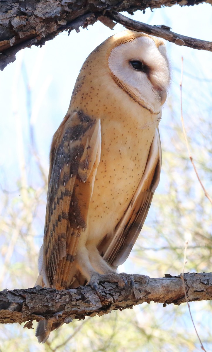 Barn Owl (African) - ML611046827