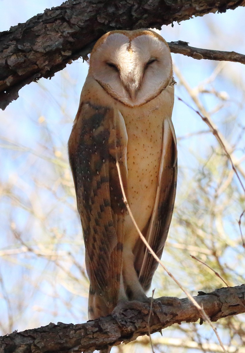 Barn Owl (African) - ML611046828