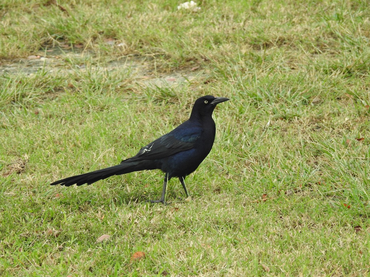 Great-tailed Grackle - ML611046831