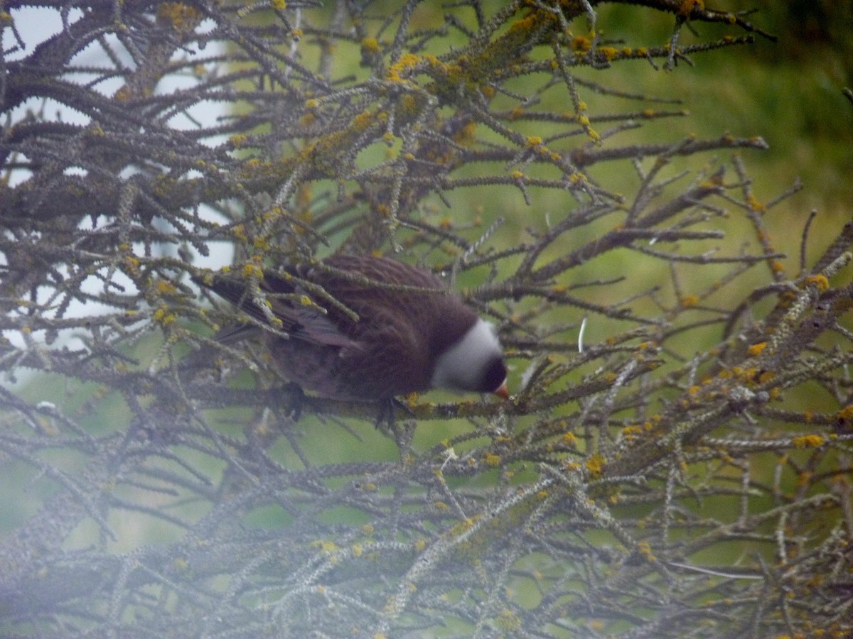 Gray-crowned Rosy-Finch (Aleutian and Kodiak Is.) - Cynthia Crowley