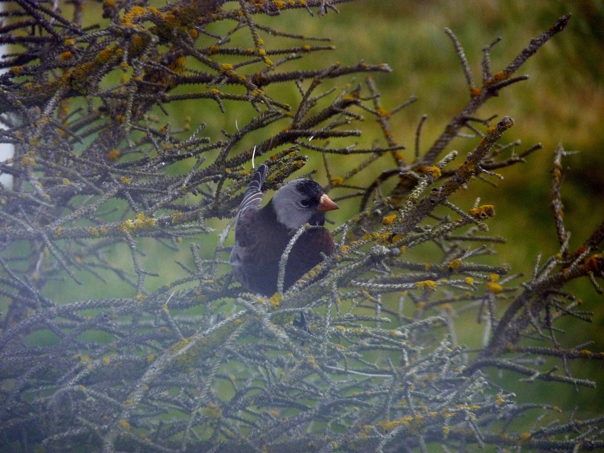 Gray-crowned Rosy-Finch (Aleutian and Kodiak Is.) - Cynthia Crowley