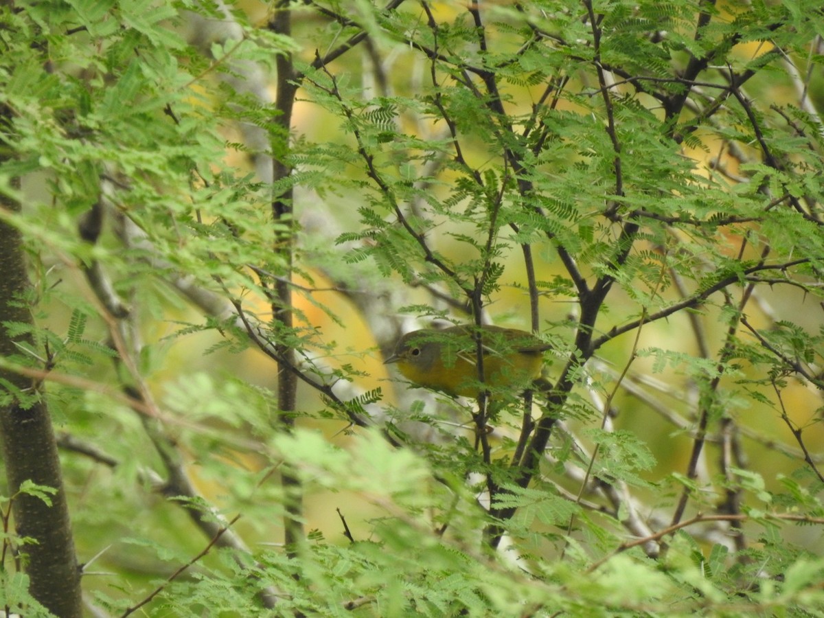 Nashville Warbler - ML611046838