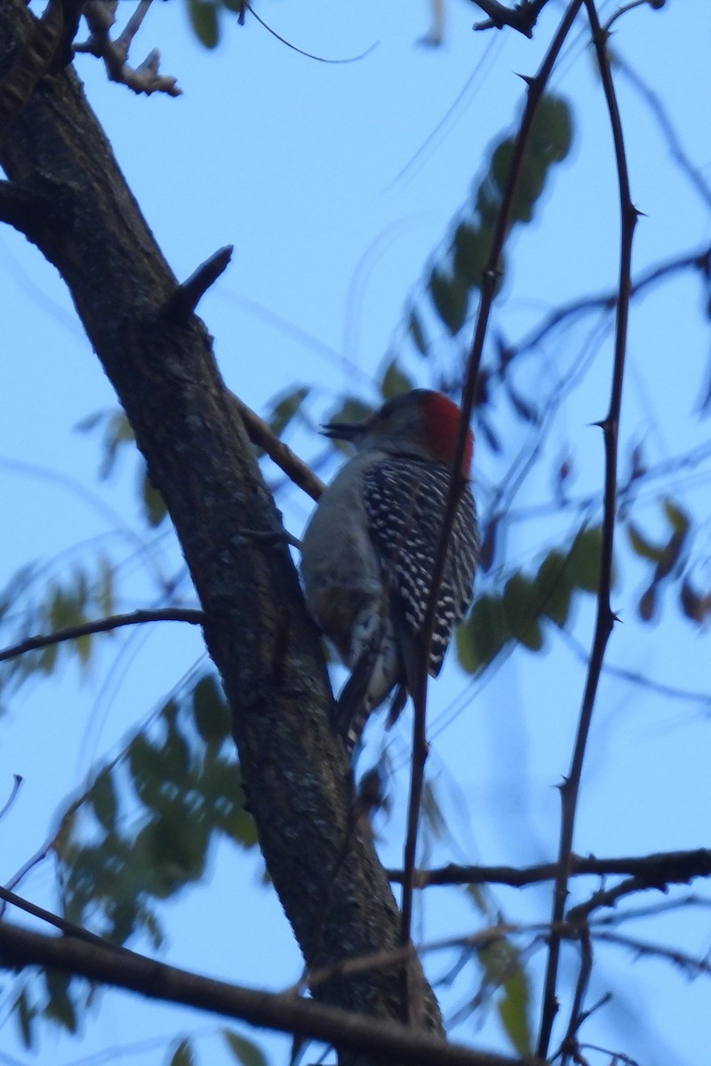 Red-bellied Woodpecker - ML611047116