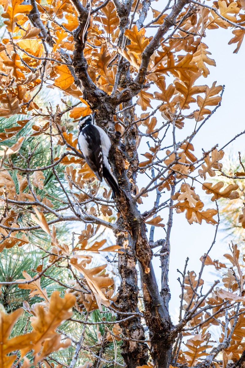 Hairy Woodpecker - ML611047124