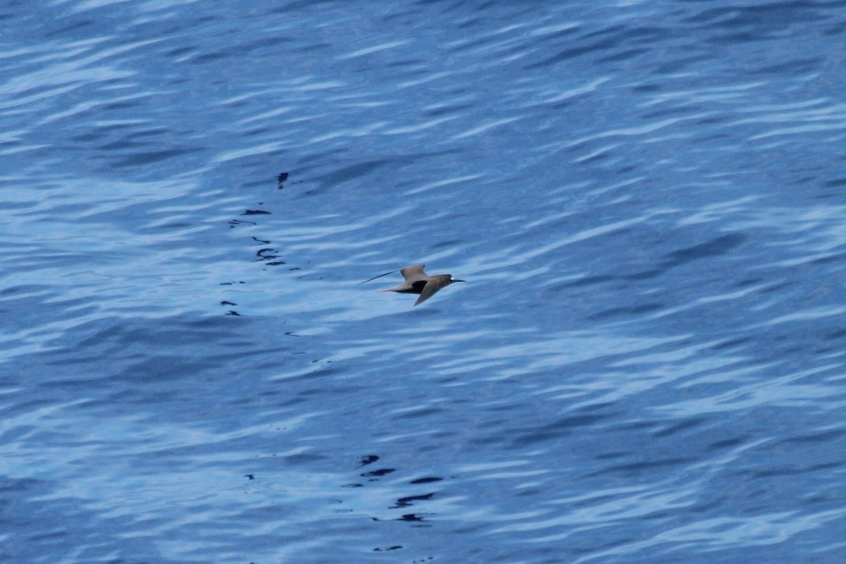 Brown Noddy - Adrien Pajot