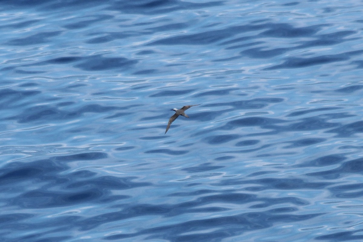 Brown Noddy - ML611047178