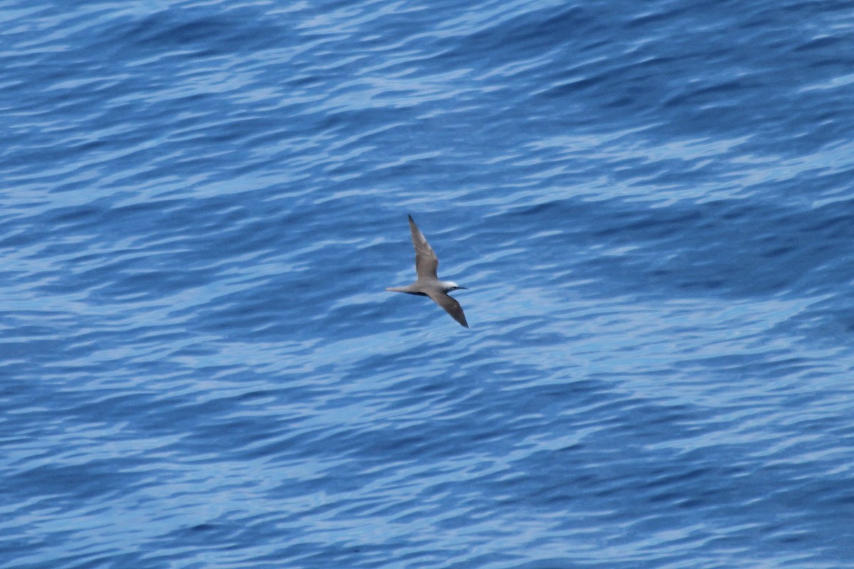 Brown Noddy - ML611047180