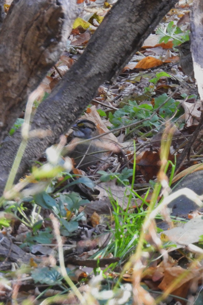 White-throated Sparrow - ML611047190