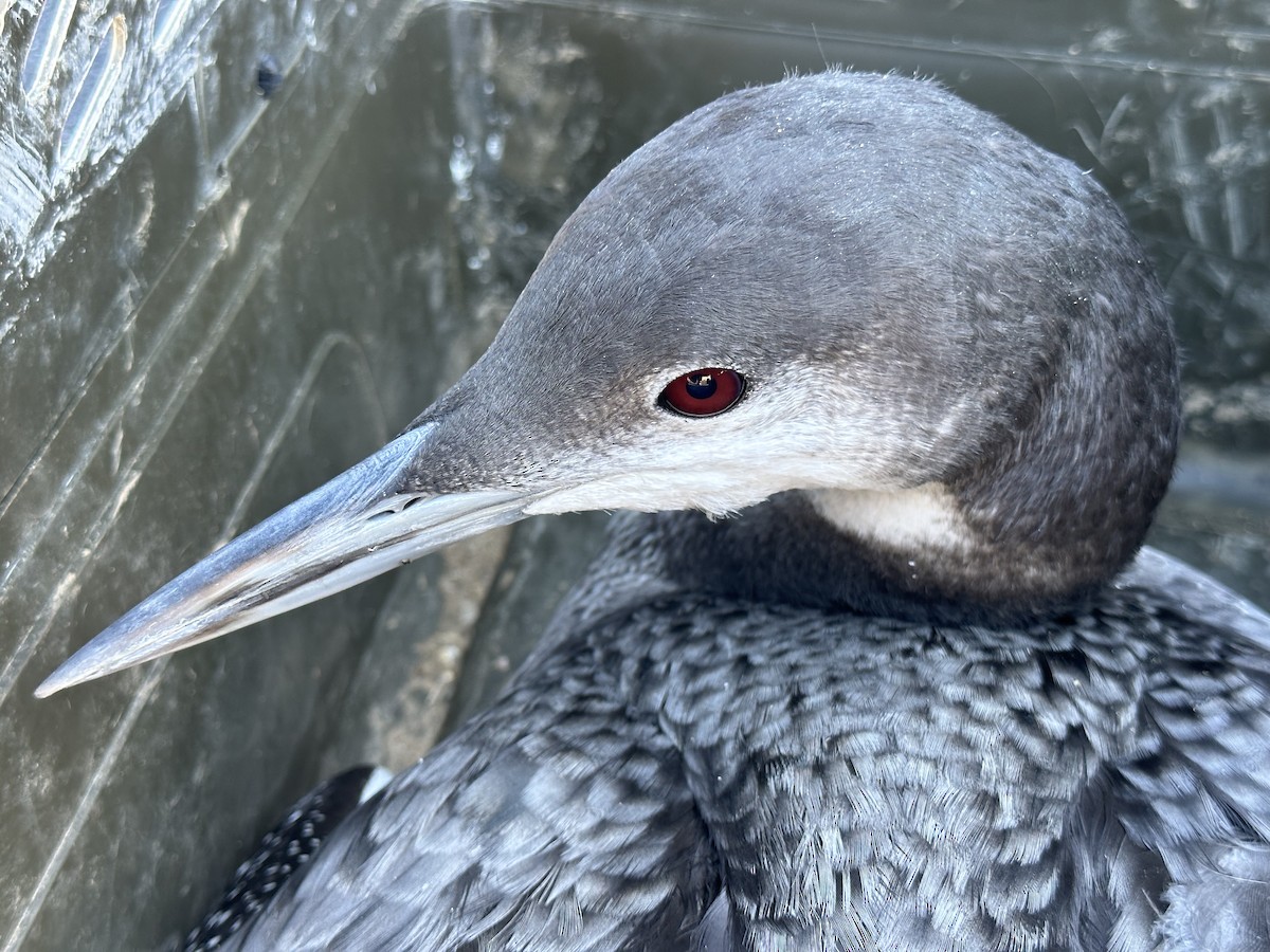 Common Loon - Scott Brookens