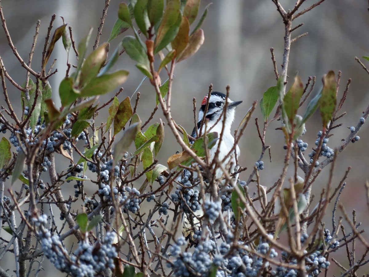 Downy Woodpecker - ML611047208