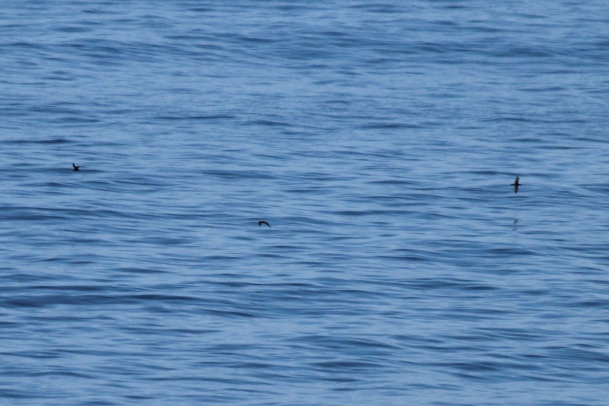 Lesser Noddy - Adrien Pajot