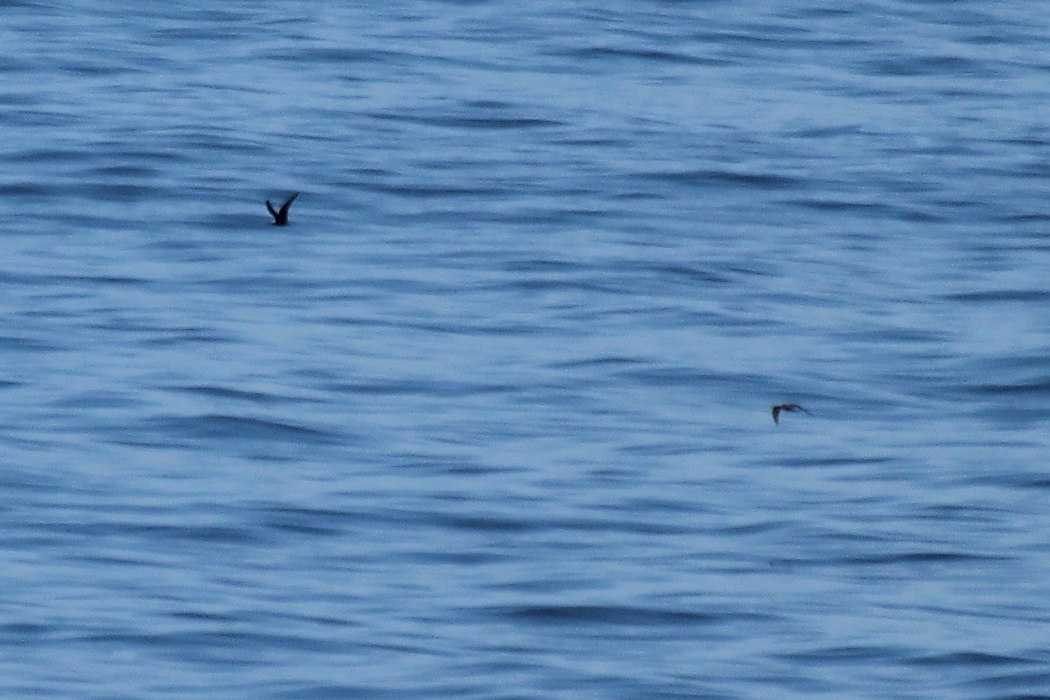 Lesser Noddy - Adrien Pajot