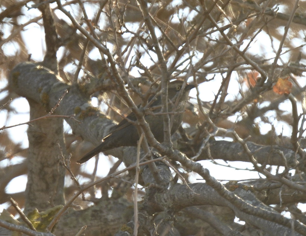 Rusty Blackbird - ML611047222