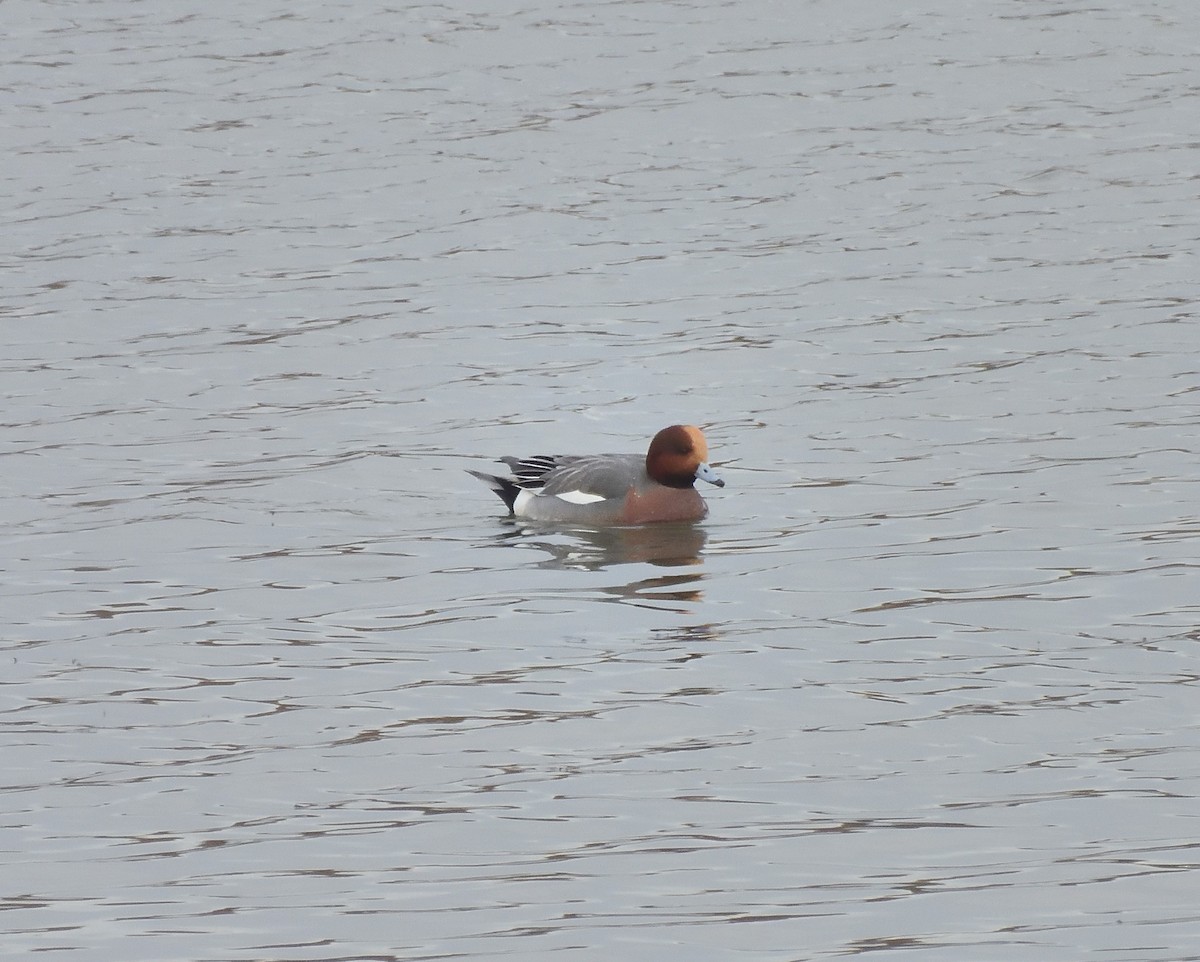 Eurasian Wigeon - ML611047240