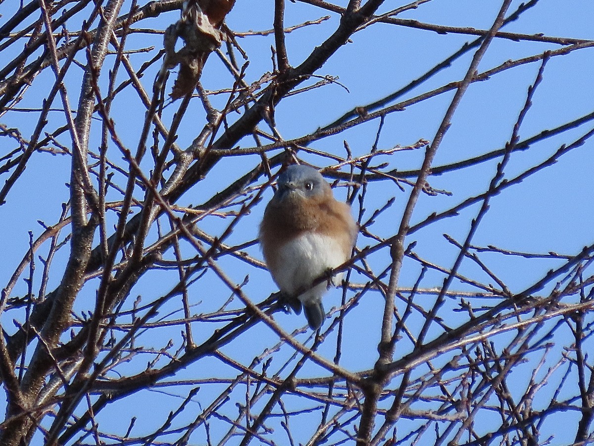 Eastern Bluebird - ML611047242