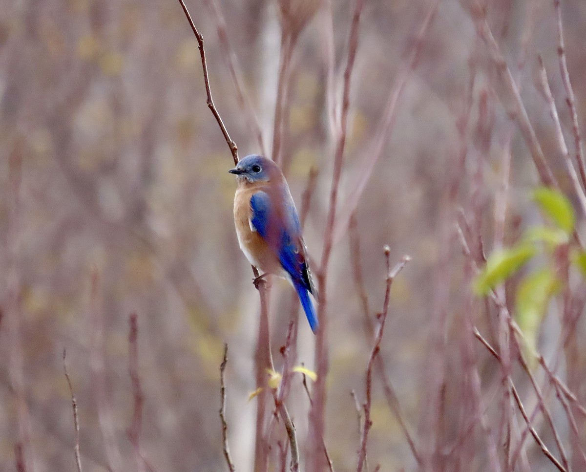 Eastern Bluebird - ML611047243