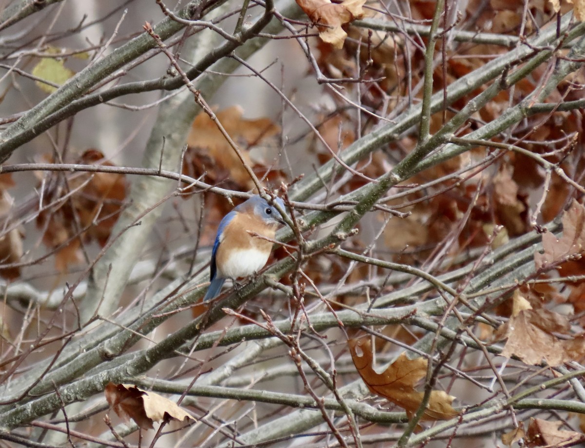 Eastern Bluebird - ML611047244