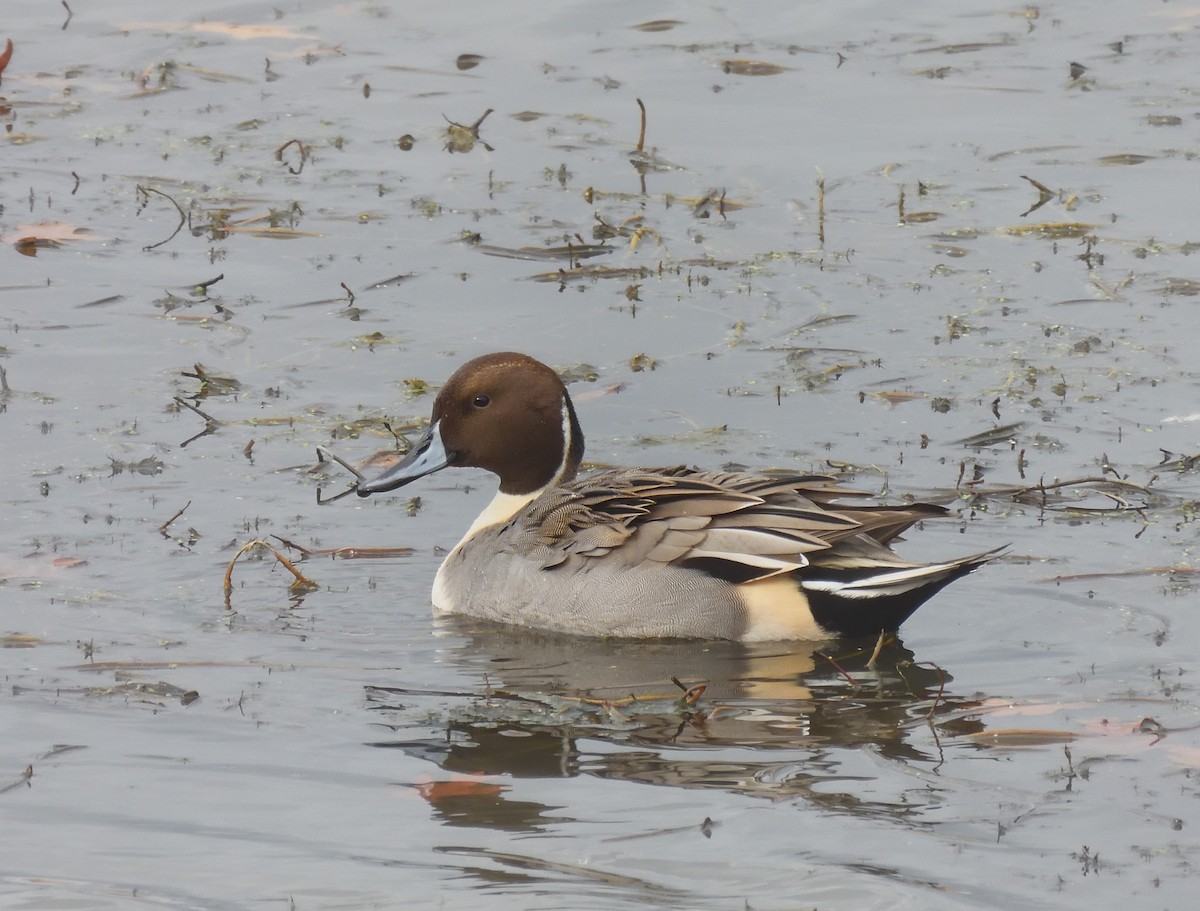 Northern Pintail - ML611047295