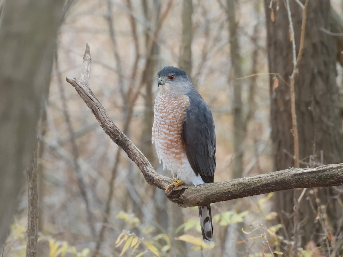 Cooper's Hawk - ML611047314