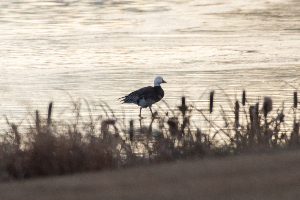 Snow Goose - Zach Greene