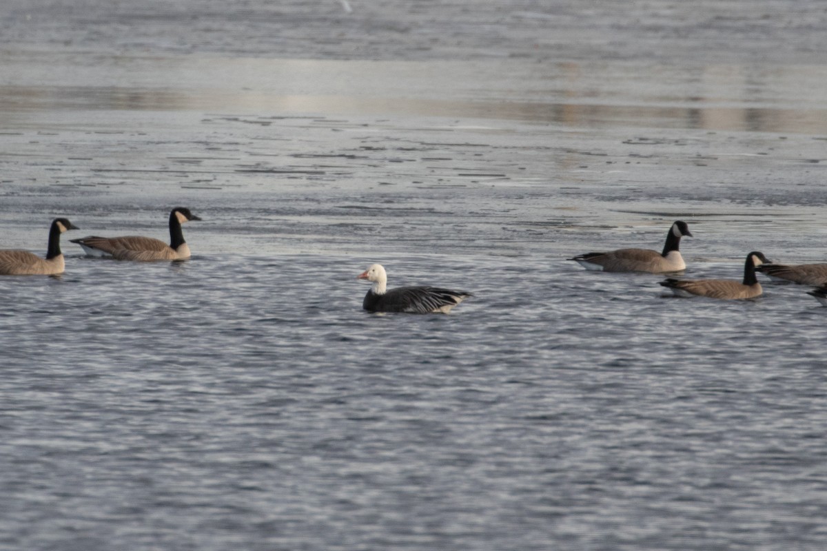 Snow Goose - ML611047325