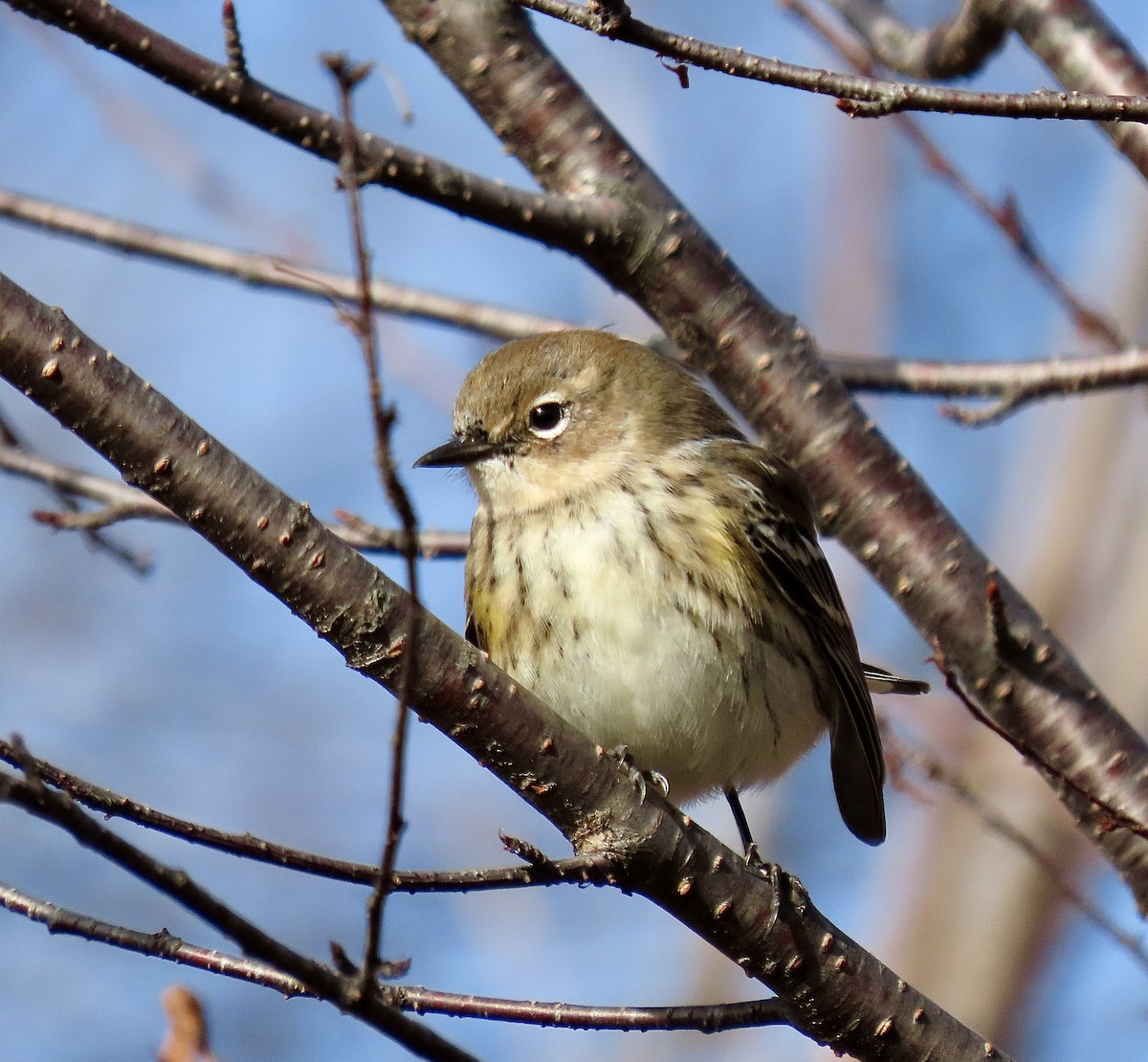 Yellow-rumped Warbler - ML611047338