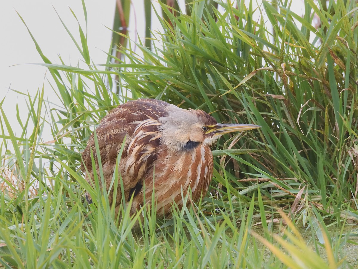 American Bittern - ML611047347