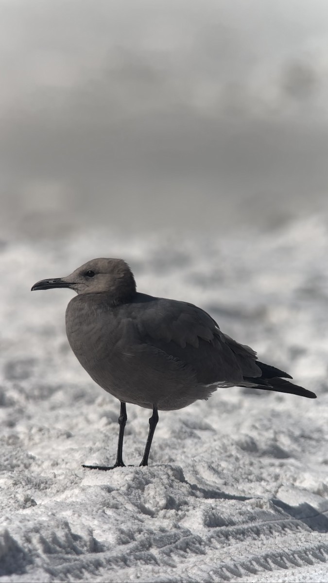 Gray Gull - ML611047422