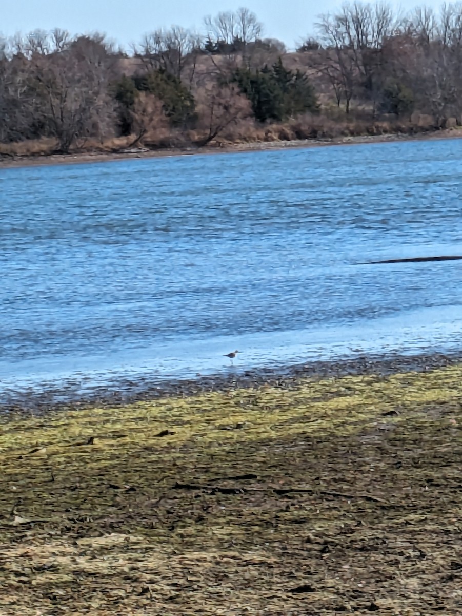 Lesser Yellowlegs - ML611047535