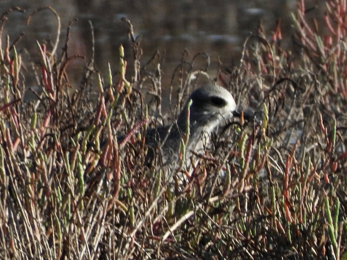 Black-bellied Plover - ML611047577