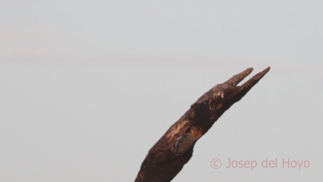 Red-crowned Woodpecker - ML611047657