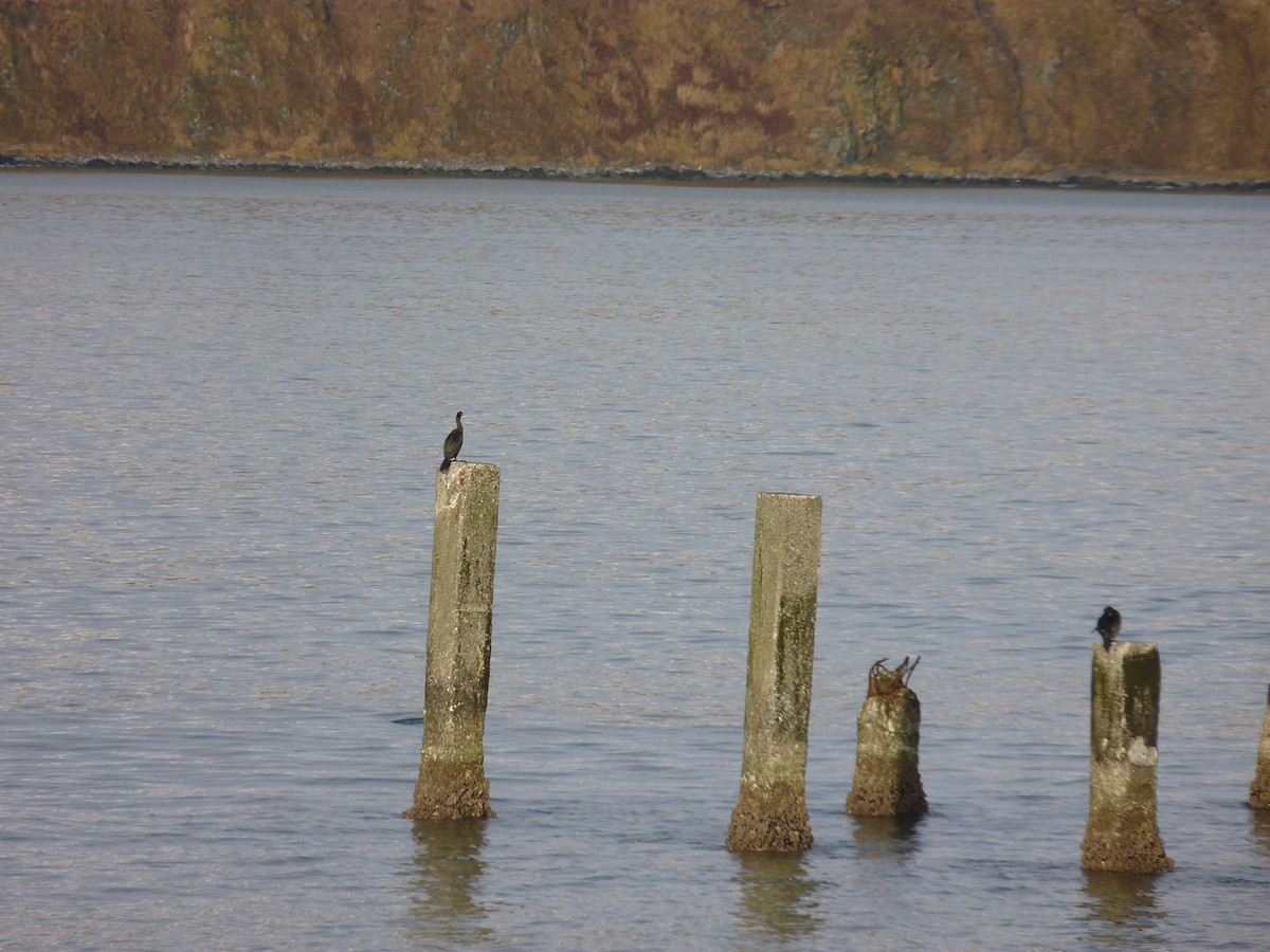 ub. skarv (Phalacrocoracidae sp.) - ML611047782