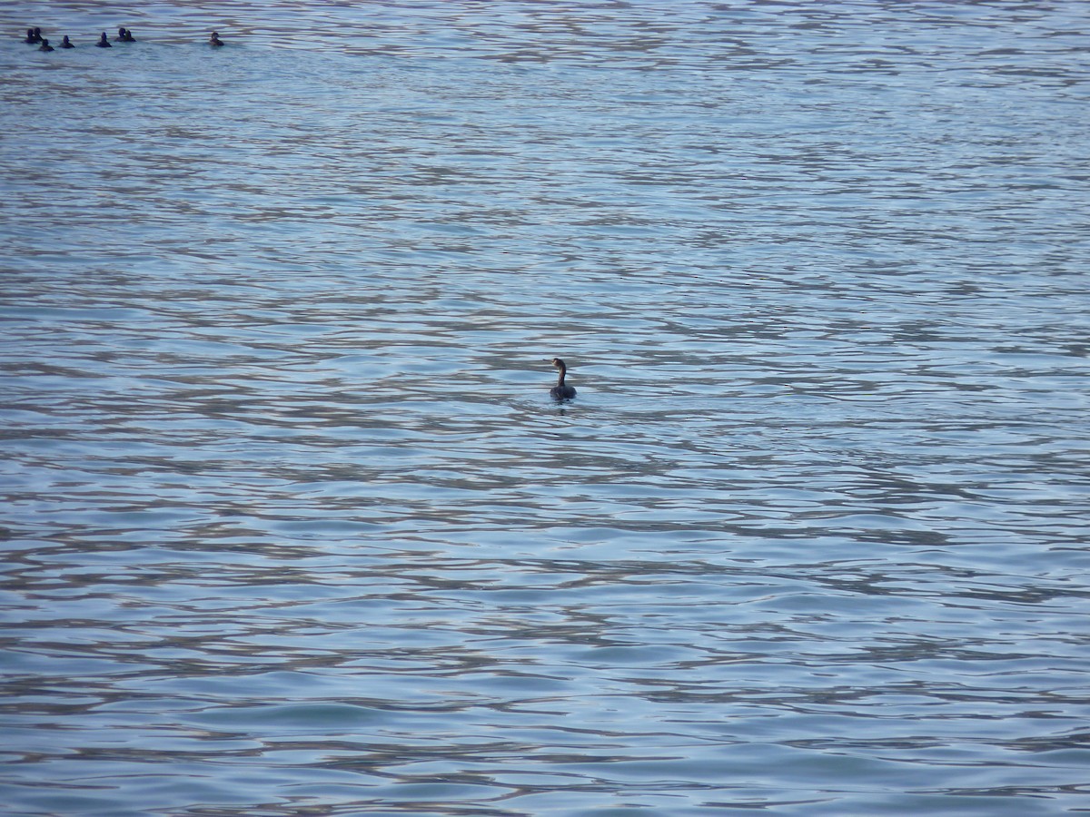 cormorant sp. - Cynthia Crowley