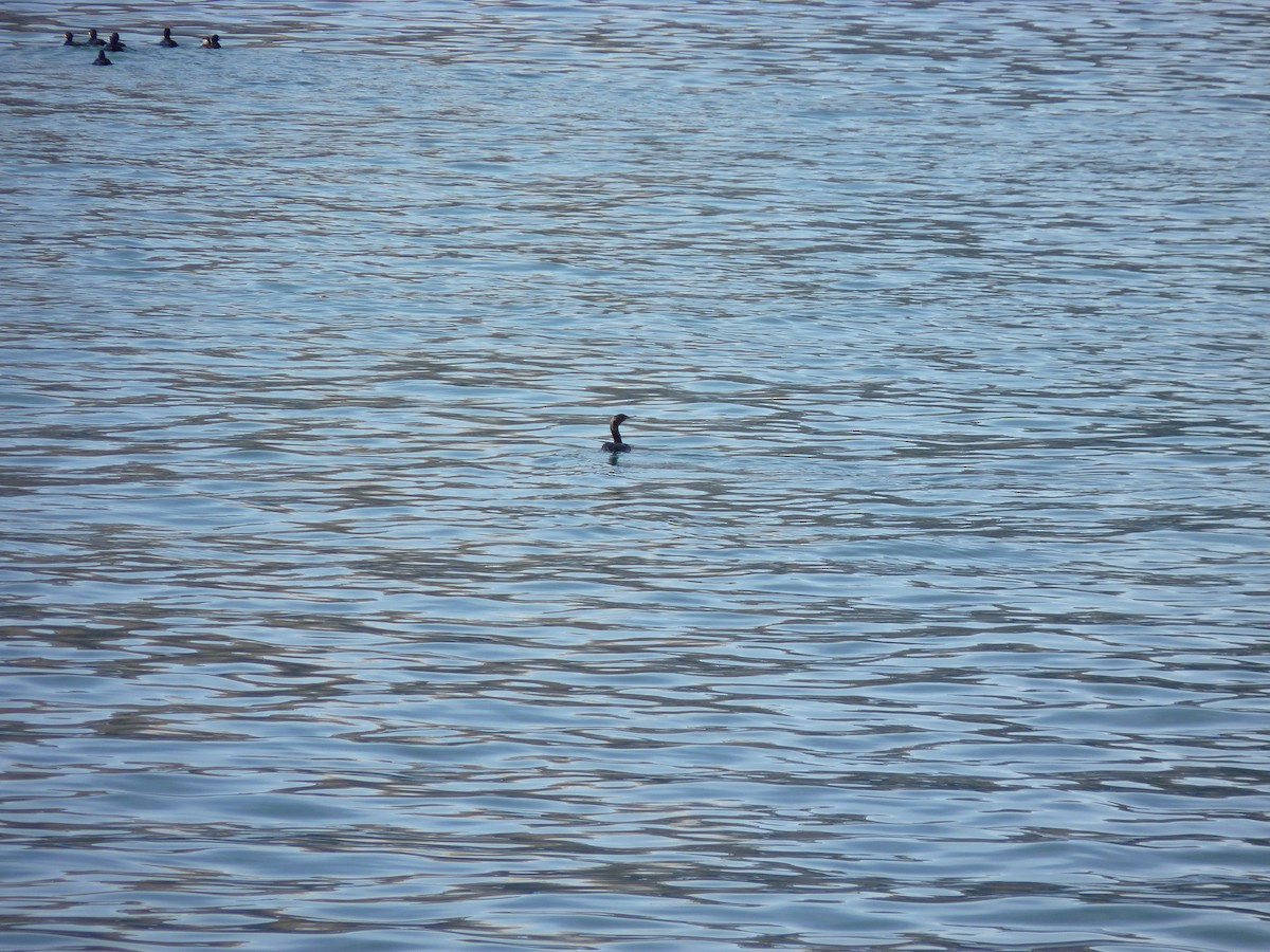 ub. skarv (Phalacrocoracidae sp.) - ML611047787