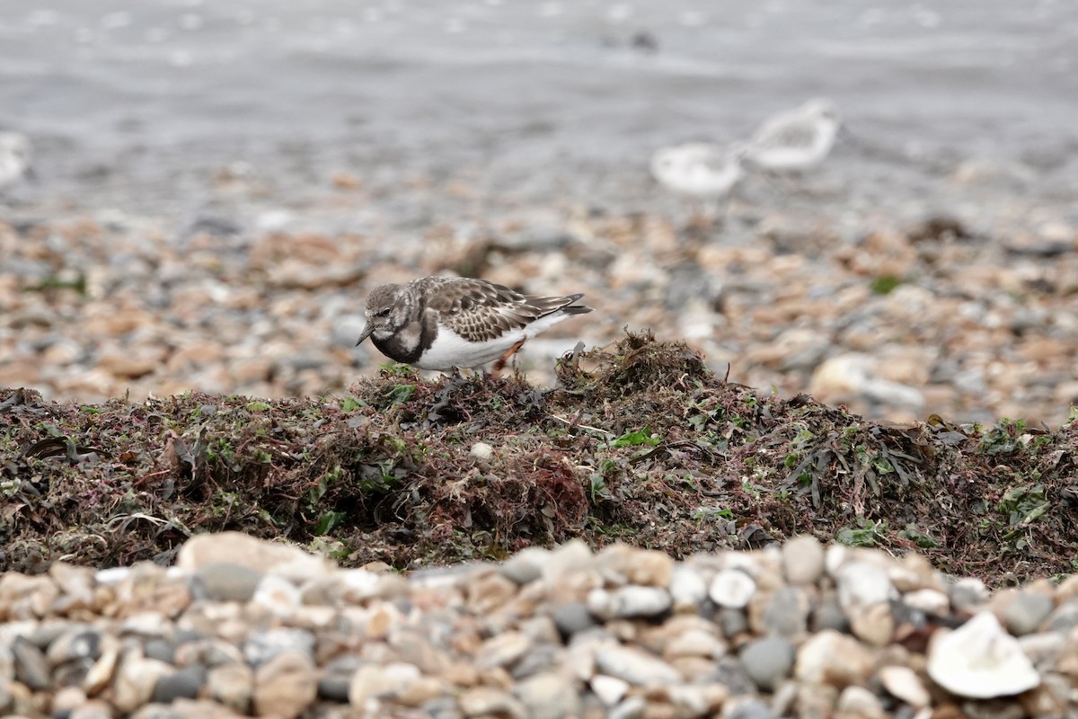 Ruddy Turnstone - Adam Marek